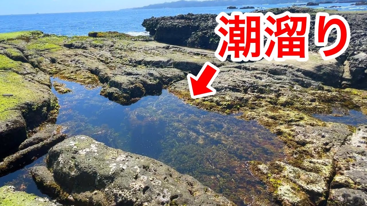 伊豆半島の磯でガサガサしてみると...