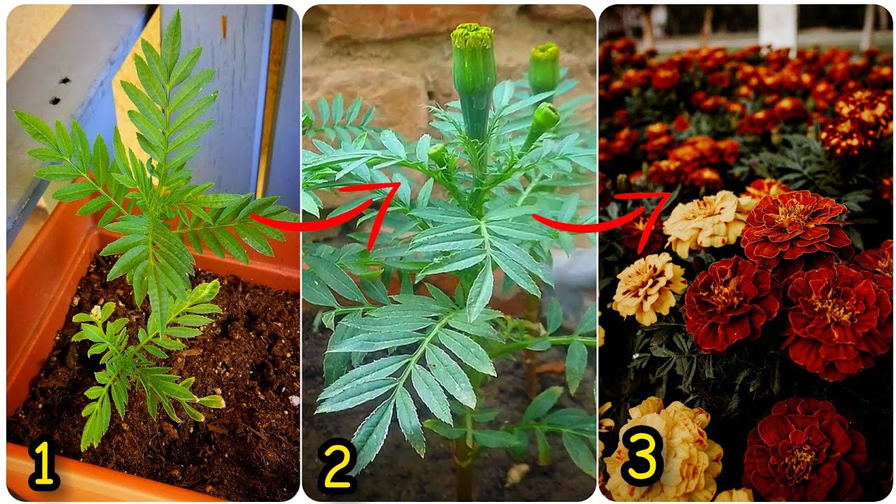 5 Reasons - Why Marigold Not Flowering?