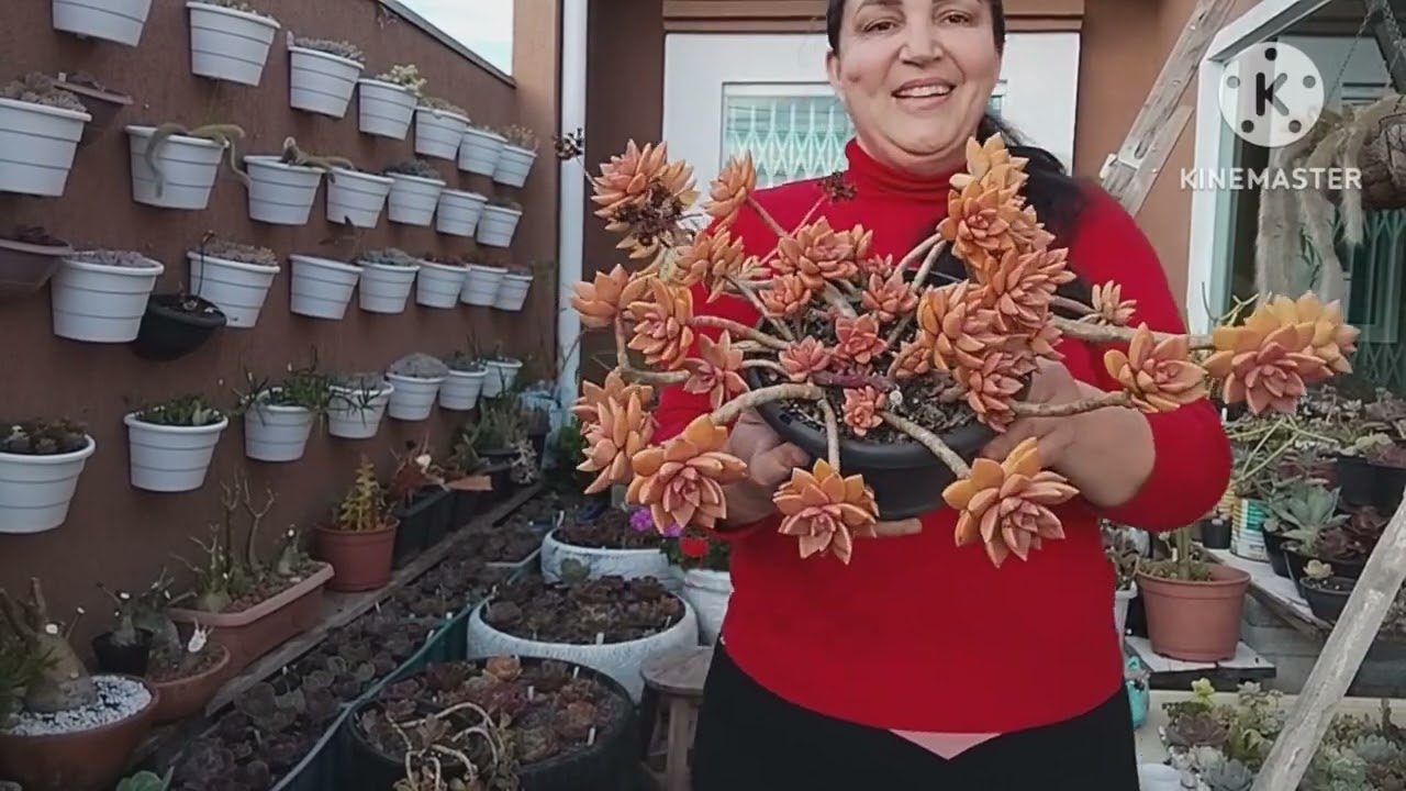 Suculentas com mais de dois meses sem cuidados e regas . Vejam como estão 😍
