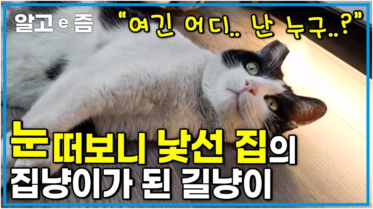 앞 집 살던 고양이가 버려진 후... 우연히 만나 인연을 맺게 된 새집사! 완전한 가족이 될 수 있을까?┃고양이를 부탁해┃알고e즘