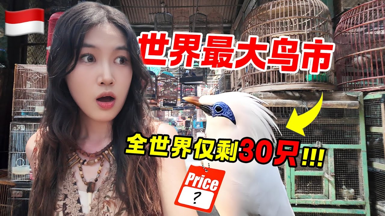 鸟也要上“声乐课”？探访全世界最大的鸟市：堪称鸟儿地狱！Birds Need SINGING Lessons?! Shocked by The World's Largest Bird Market!