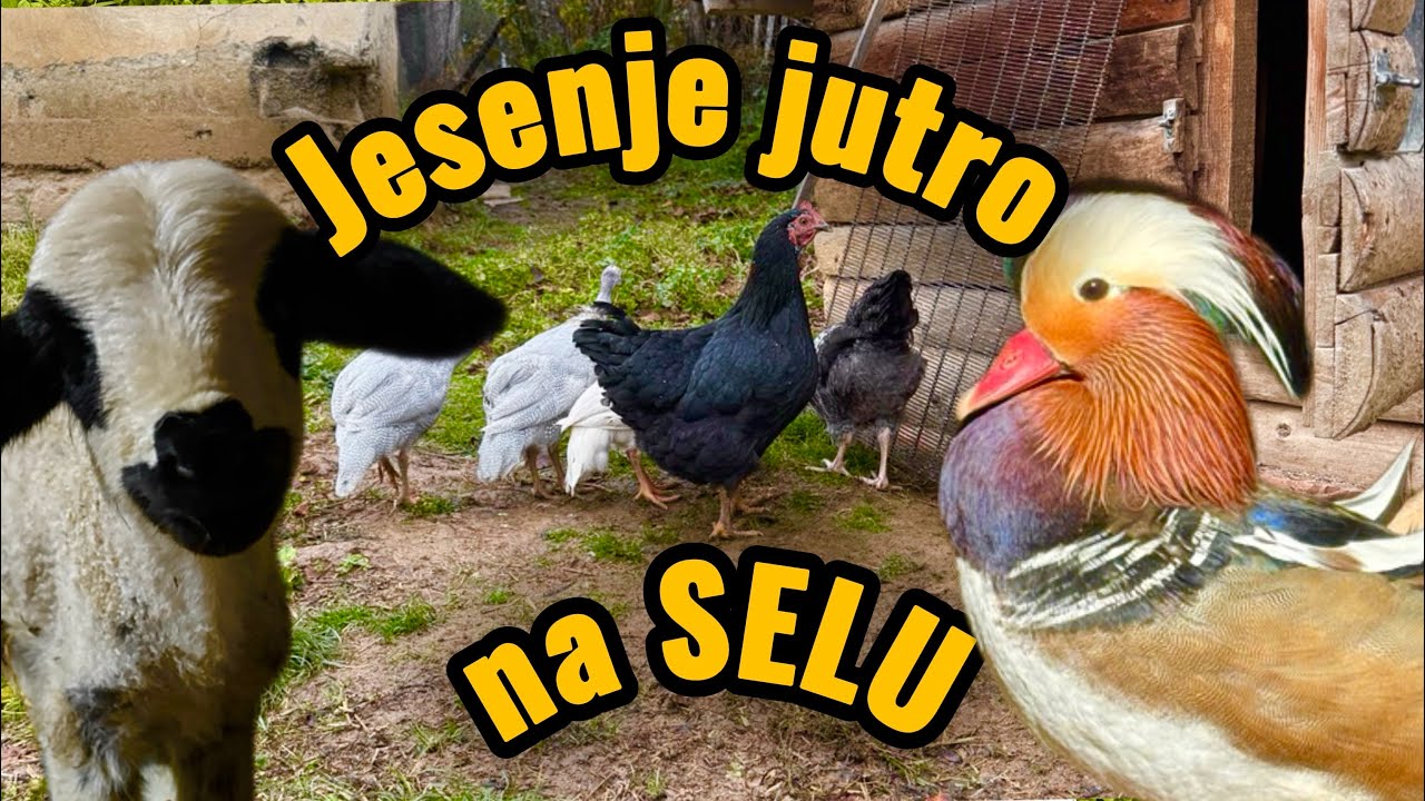 Jesenje jutro na selu – Od kokošaka do koza, sve je drugačije