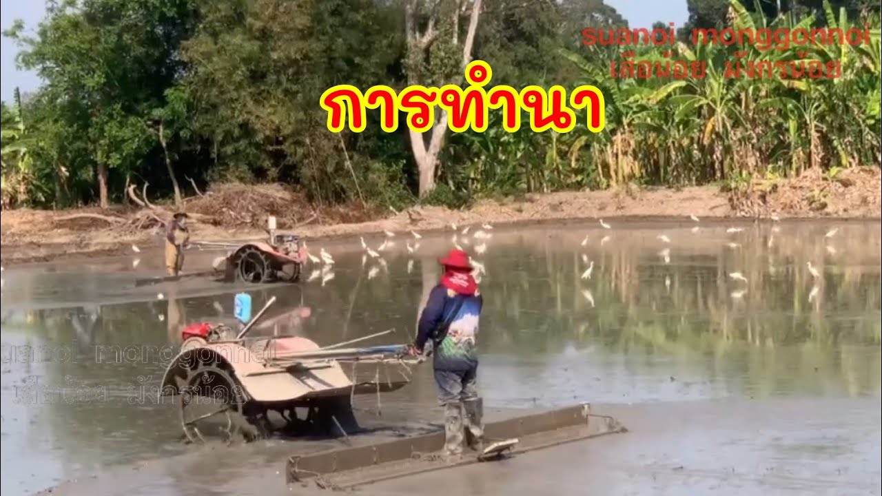 เตรียมพื้นที่นาปลูกข้าว การทำนา#กิจกรรมและเรื่องราวต่างๆ