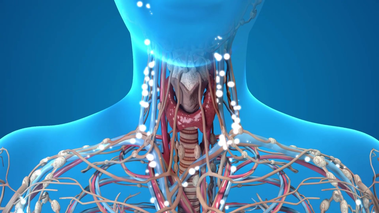 D&eacute;couvrez le fonctionnement de la glande thyro&iuml;de