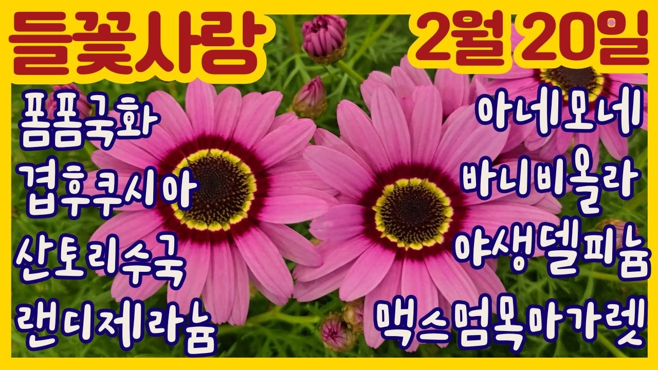 🌸들꽃사랑 2월20일 #산토리수국 #바니비올라 #맥스멈목마가렛 #야생델피늄 #랜디제라늄 #폼폼국화 #설란 #시클라멘 #매리골드 #향설초 #핑크샴페인 #빈카 #gardening
