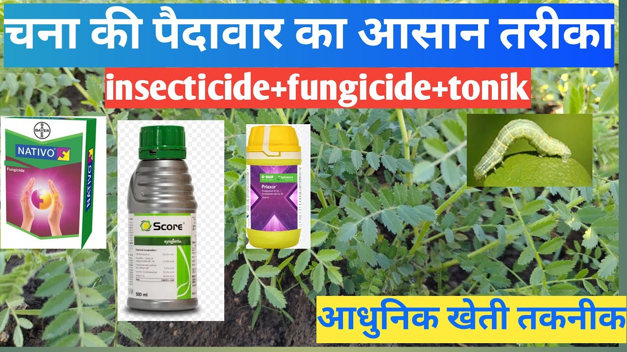 Surya 10 chana| best'fungicide and insecticide| roko fungicide| proxer चना की खेती #चना #farming