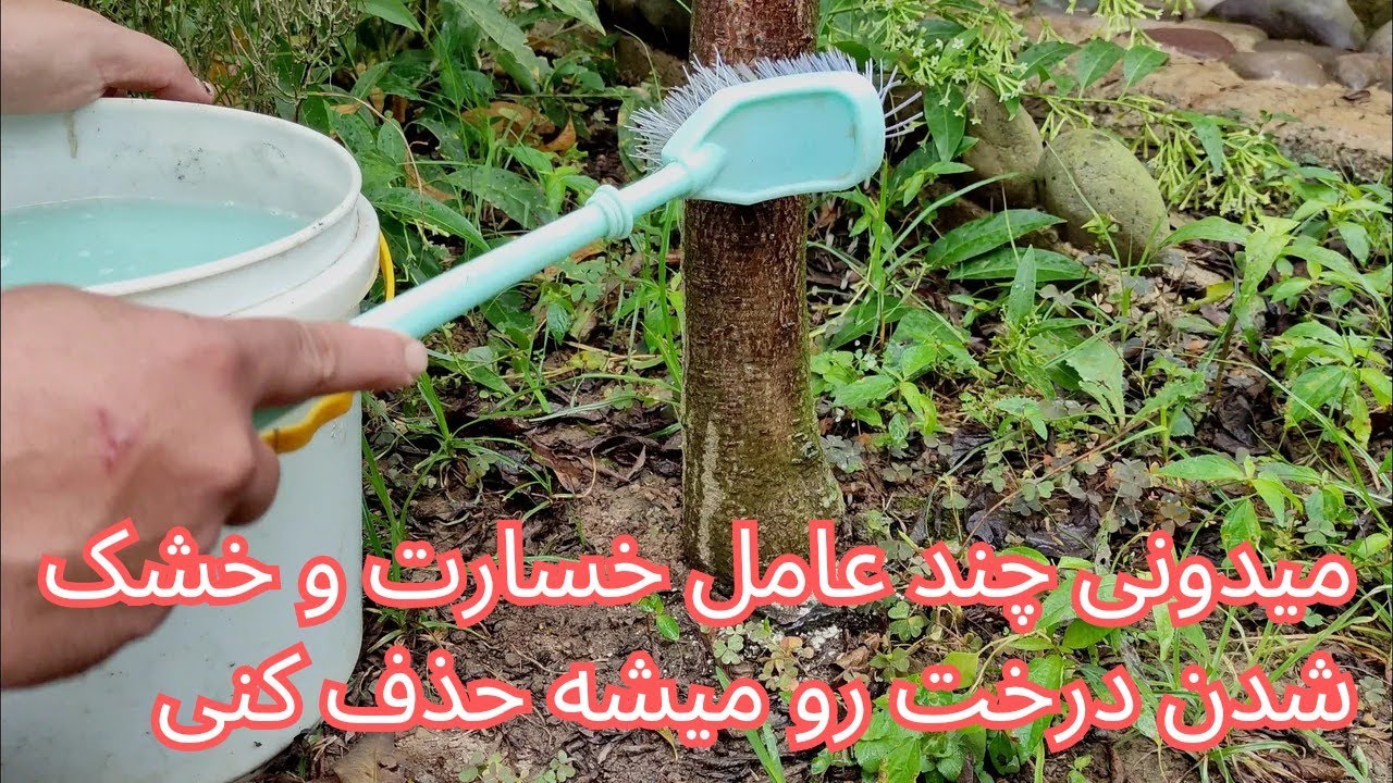 شستشوی تنه درخت رو جدی میگیرد اگر بدونید چه نتیجه بینظیری در سلامت و افزایش محصول داره