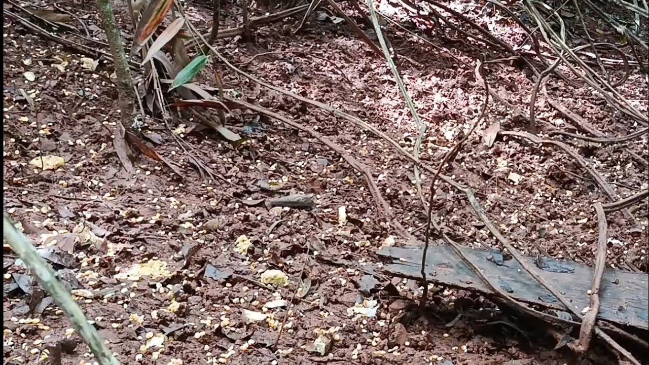 Esperando Na ceva dos catitu tá só o Barro deles é imprevisto aconteceu Veja