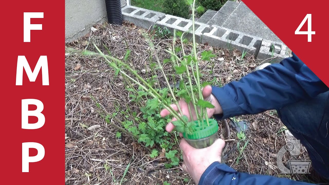 The Fifty Meter Beer Project Part 4 – Time to Make Some Hop Cuttings.