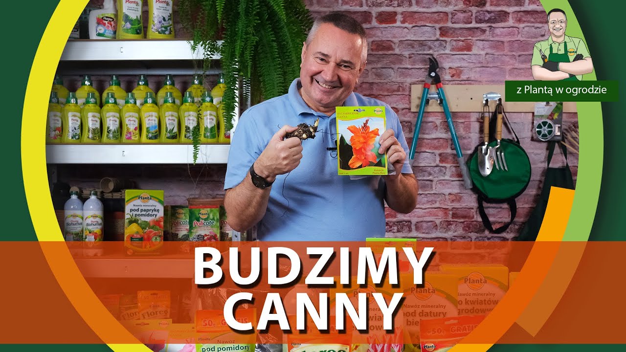 Jak budzić canny (pacioreczniki) - Z PLANTĄ W OGRODZIE
