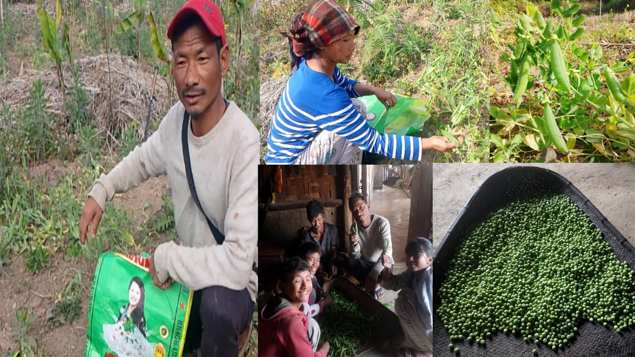 Result about sowing green peas in my field @Wangbapkonyak 