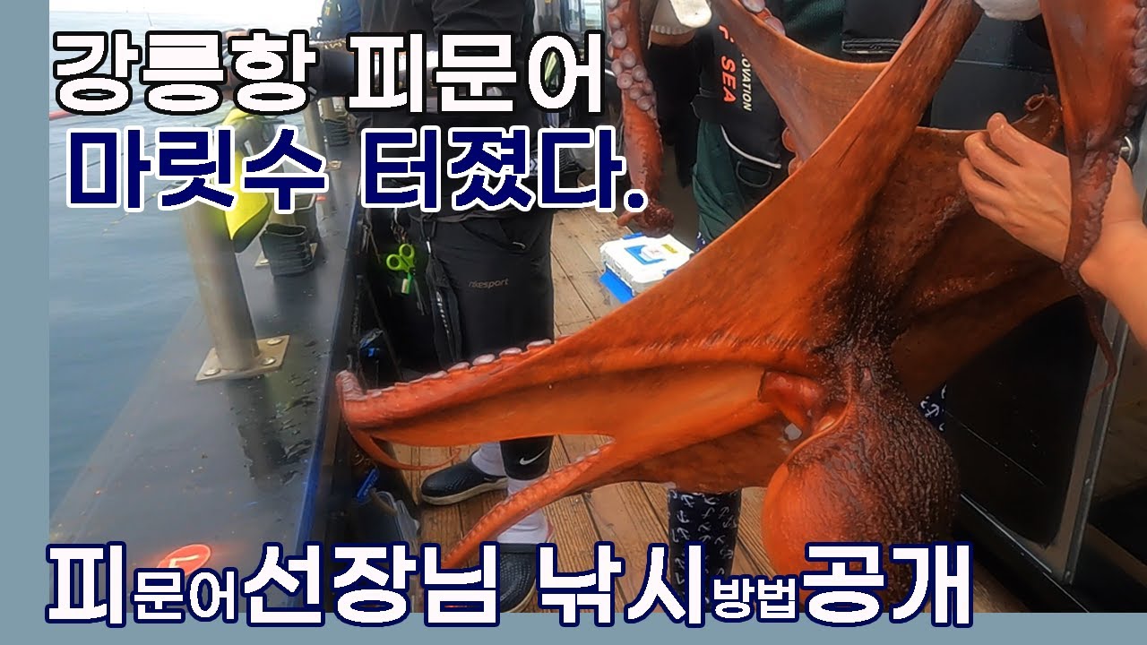 피문어 마릿수 터졌다, 강릉항 키로 이상급 문어. 매년 이 시기에 역시 잘나옴