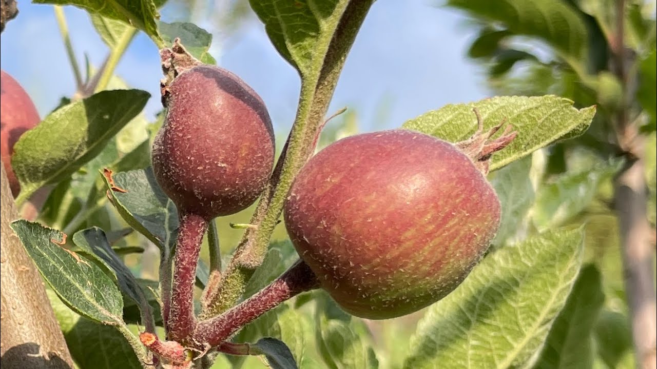 Fruit thinning in rootstock mm111 2023🍎✅
