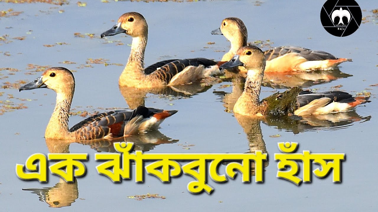 ছাড়ি গঙ্গার এই অপরূপ সৌন্দর্য মন ভালো রাখার এক মহা ঔষধ।