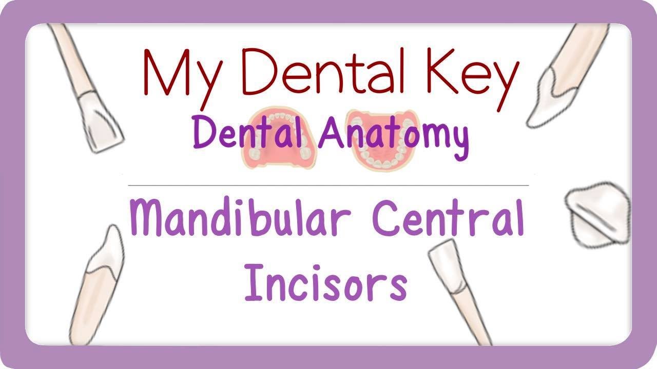 Mandibular Central Incisor 3D Module | Dental Anatomy | My Dental Key