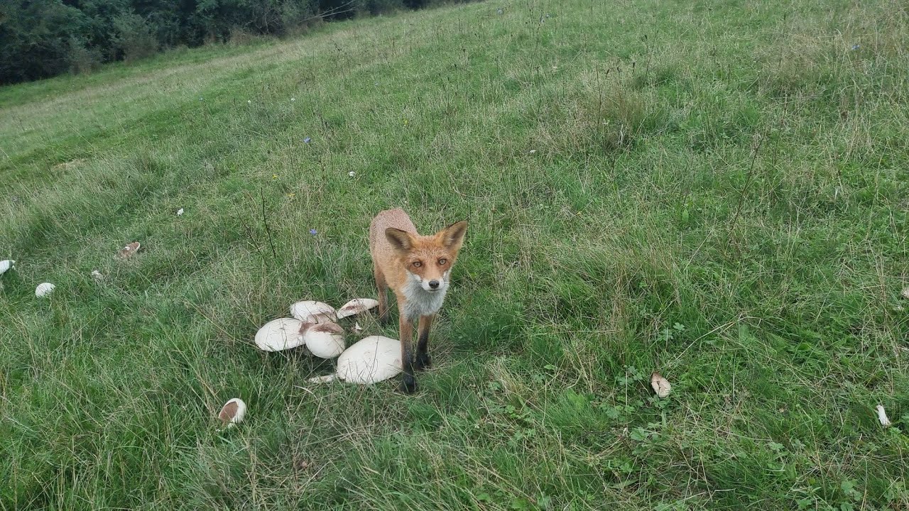 Plin de ciuperci pe câmp- vulpea le păzeşte