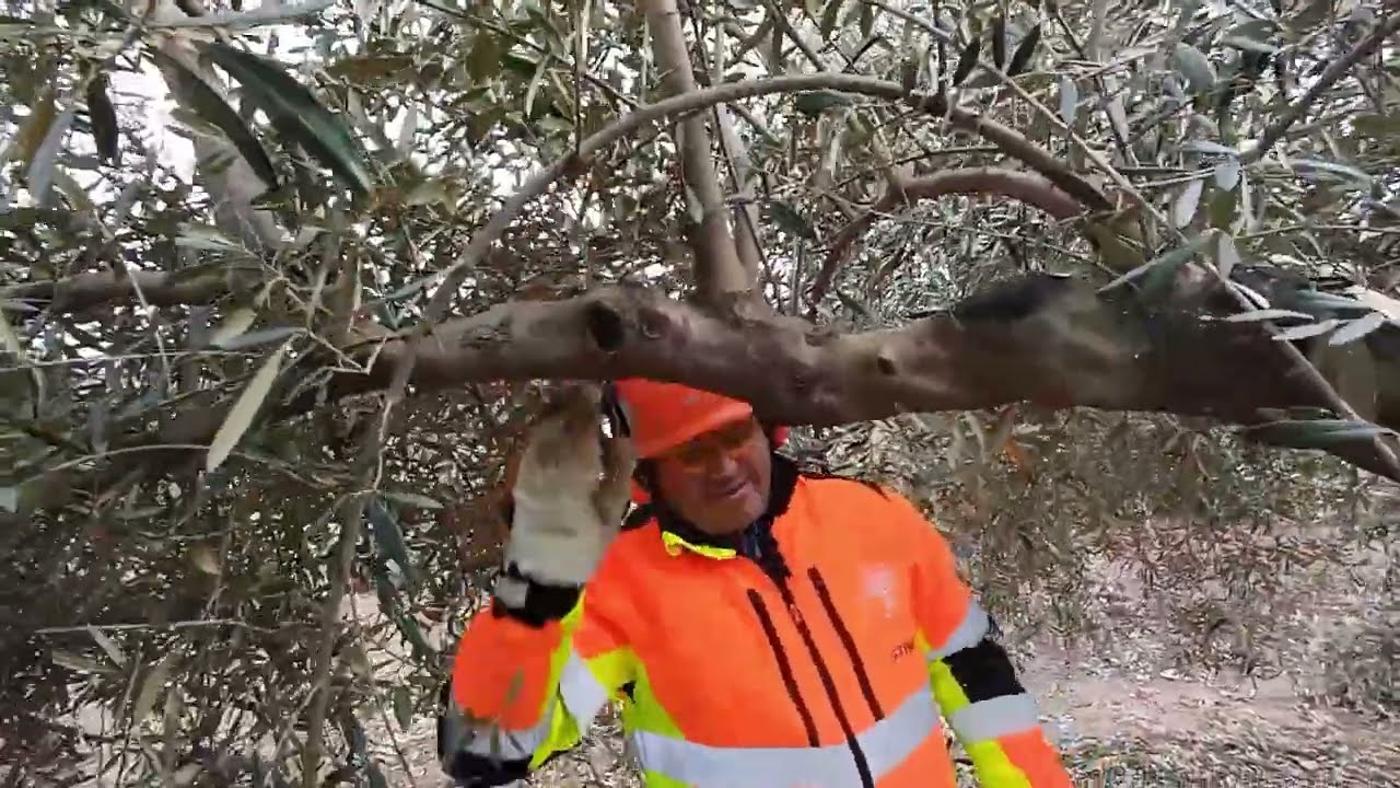 PODA OLIVO JAEN VIDEO 66