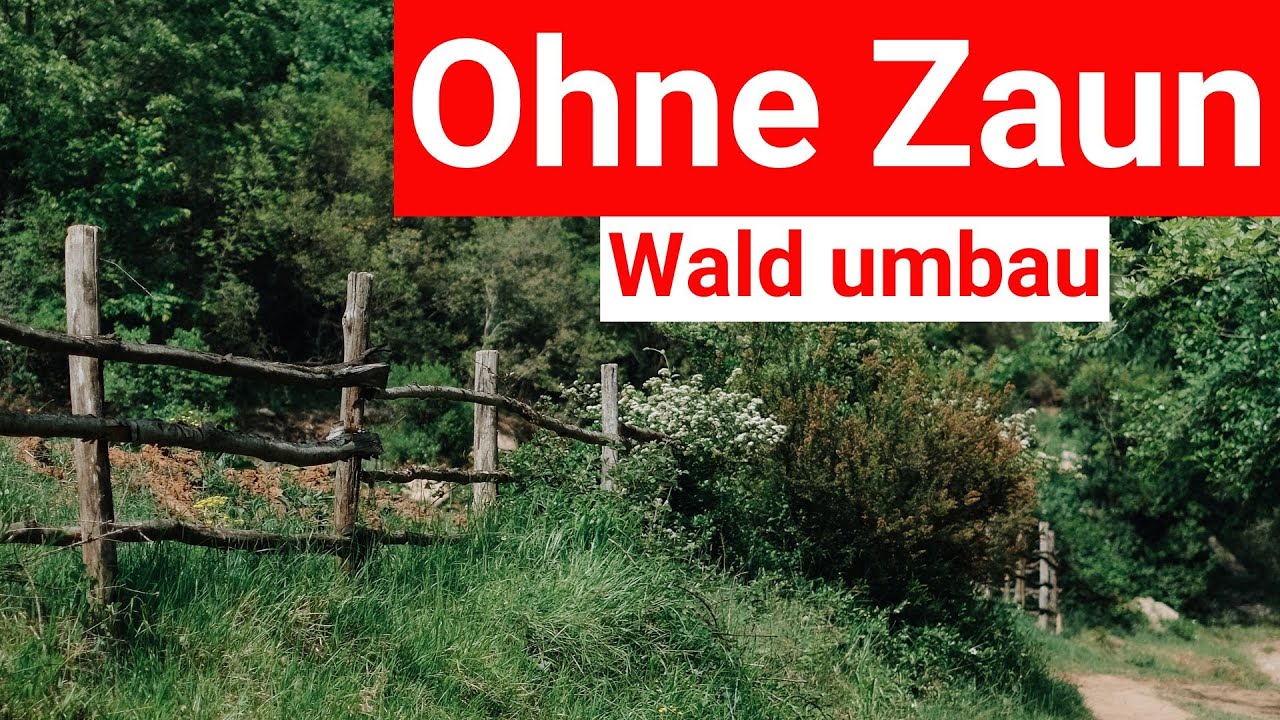 Waldumbau ohne Zaun: So schützt du junge Bäume kostengünstig mit Kronenholz vor Wildschäden