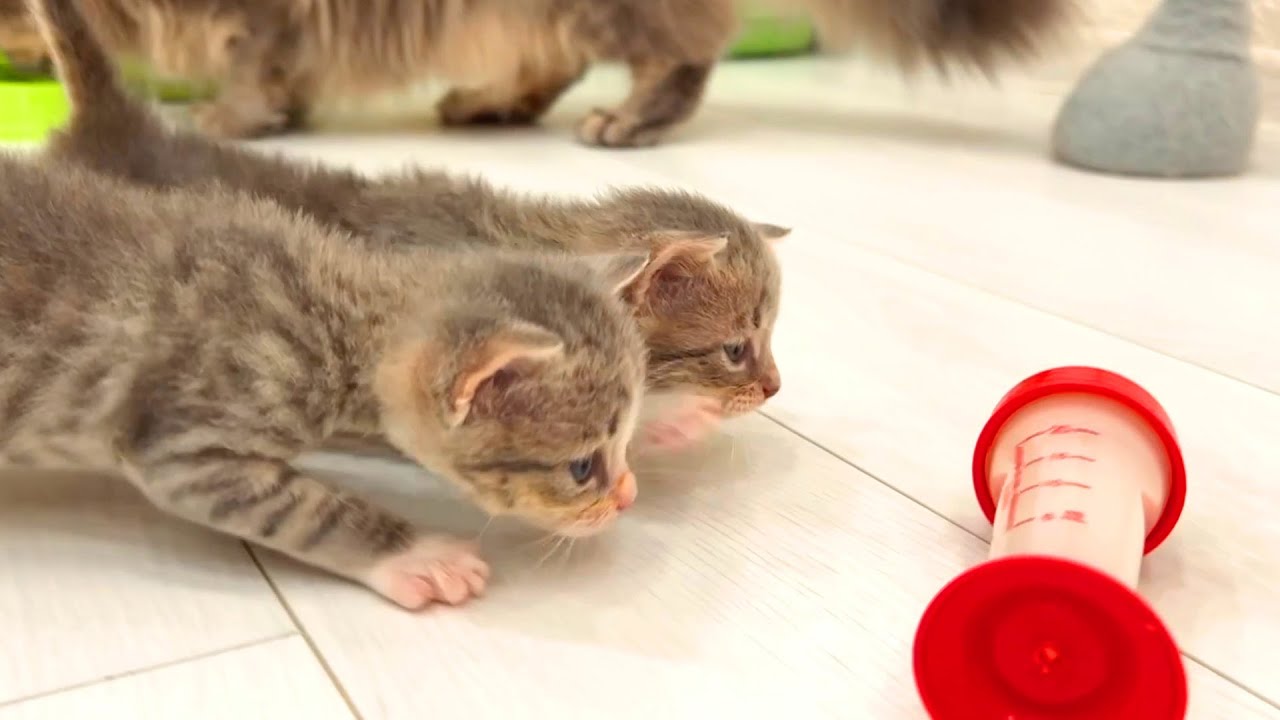 Котята подросли, но не готовы отказаться от бутылки с молоком