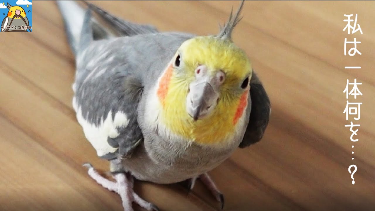 オカメインコ～戯れ～