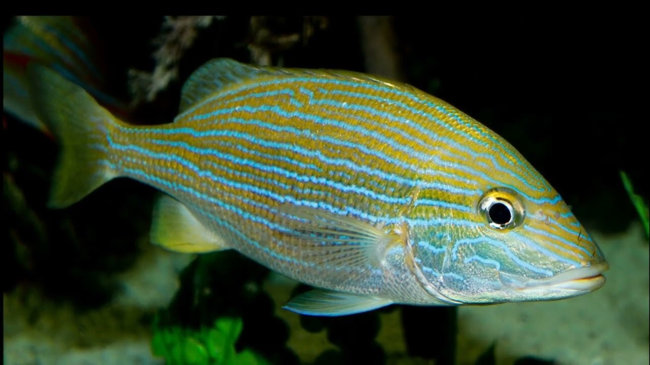 Facts: The Bluestriped Grunt