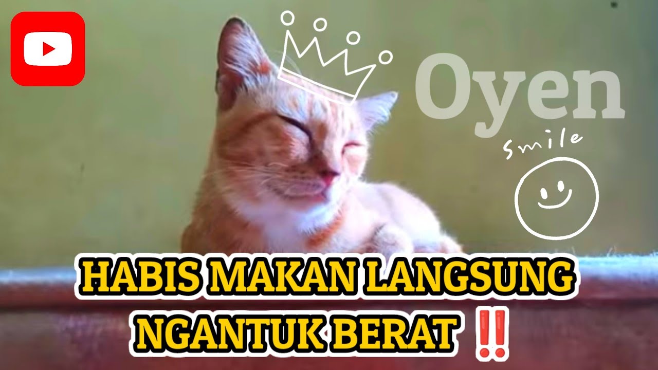HABIS MAKAN LANGSUNG NGANTUK BERAT ‼️