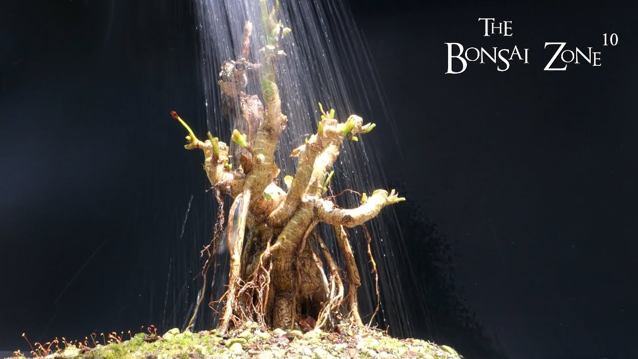 Getting My Umbrella Trees Ready For Spring, The Bonsai Zone, May 2023