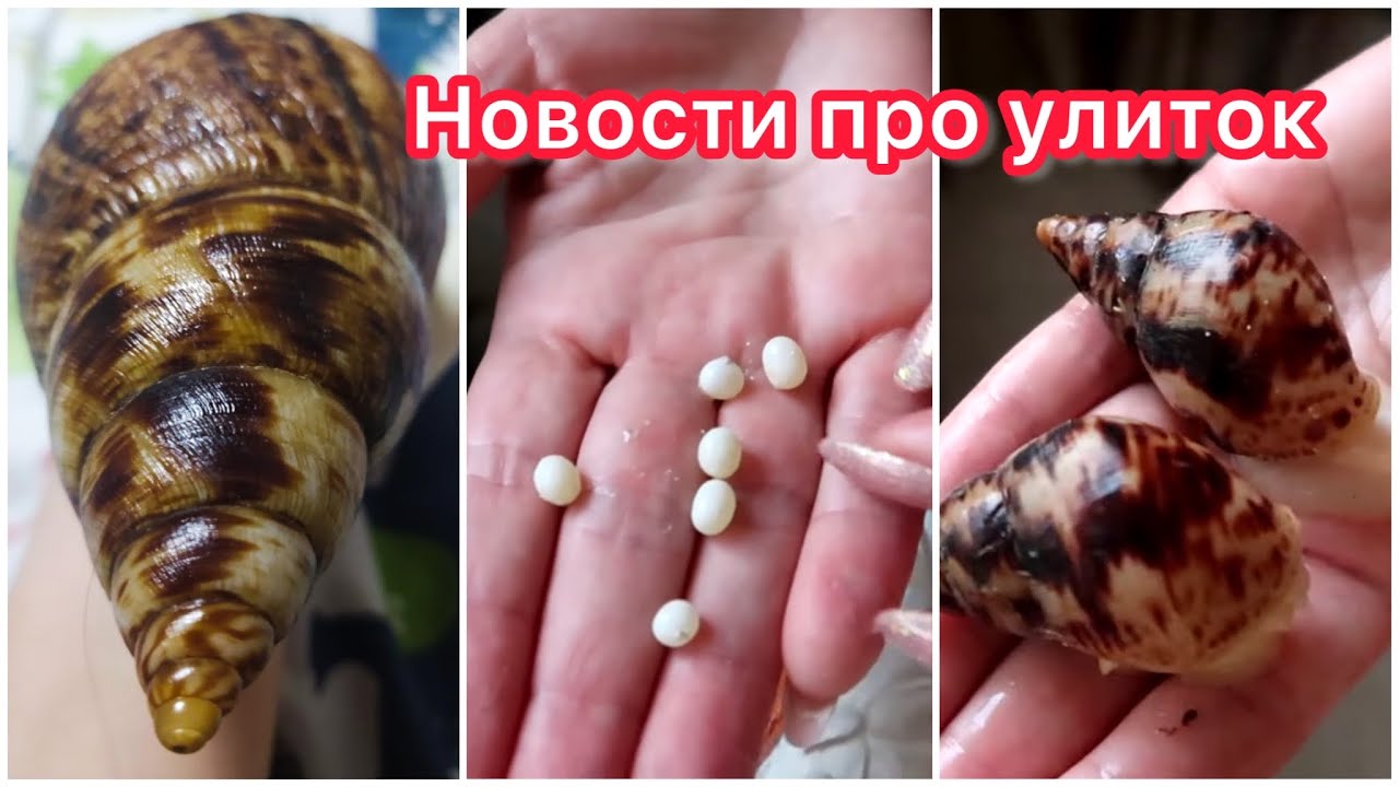 ГИГАНТСКИЕ РЕТИКИ ЕЩЁ НЕ ПЕРЕВЕЛИСЬ! НОВЫЕ ГЕНЫ У УЛИТОК👍