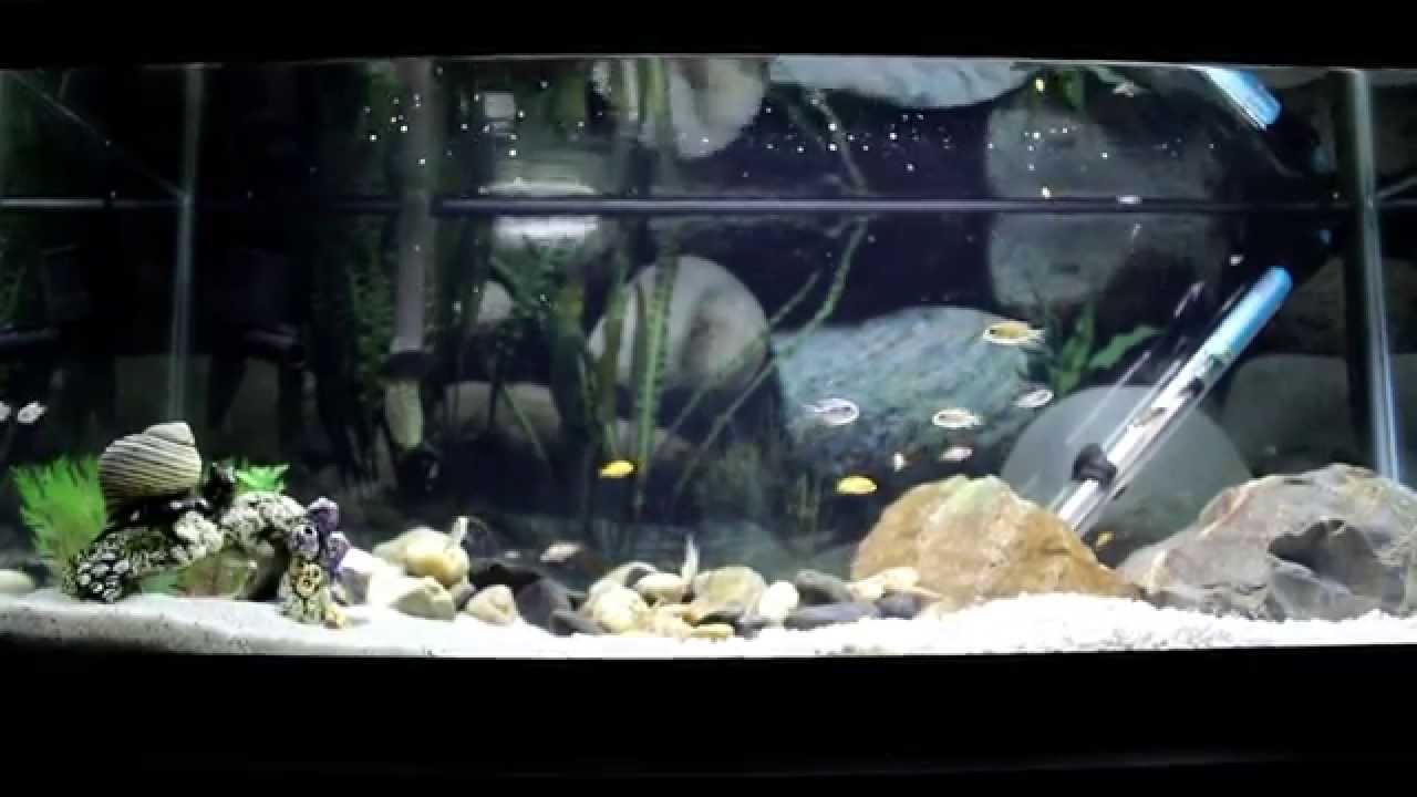 An Introduction to my African Cichlid Fry Tank