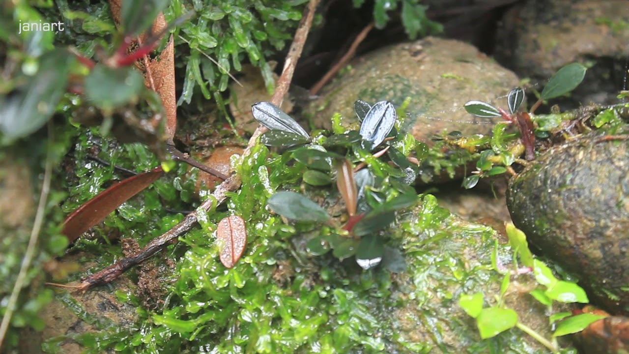 Bucephalandra and Its Natural Habitat - West Borneo