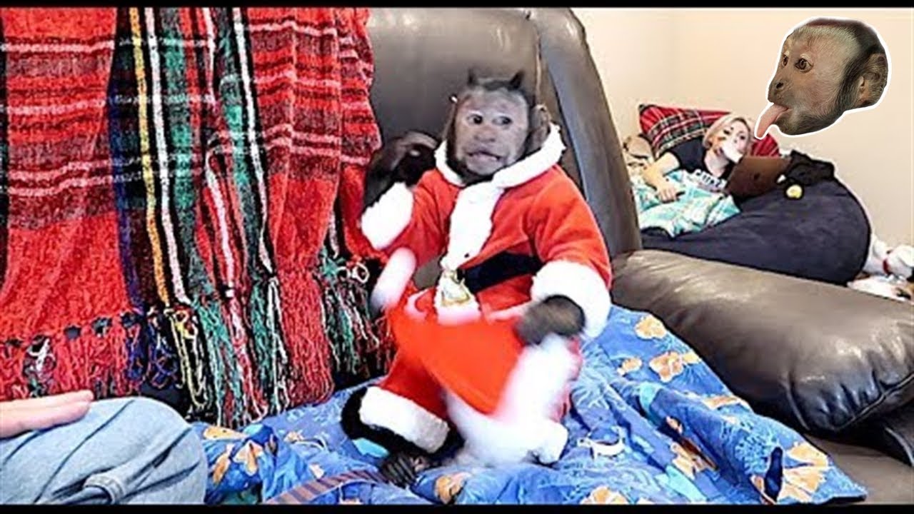 Monkey Christmas Party Bath!