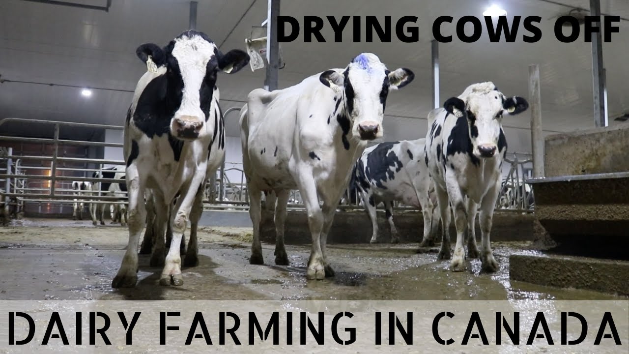 Drying off Cows on a Dairy Farm