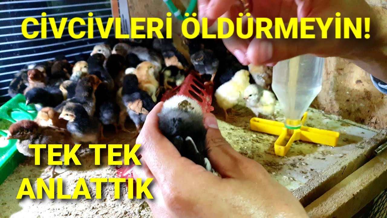 CİVCİVLERİ ÖLDÜRME! CİVCİV BAKIMI VE TEDAVİSİ NE DAİR HER ŞEY. DETAYLI CİVCİV BAKIMI NASIL OLMALI?