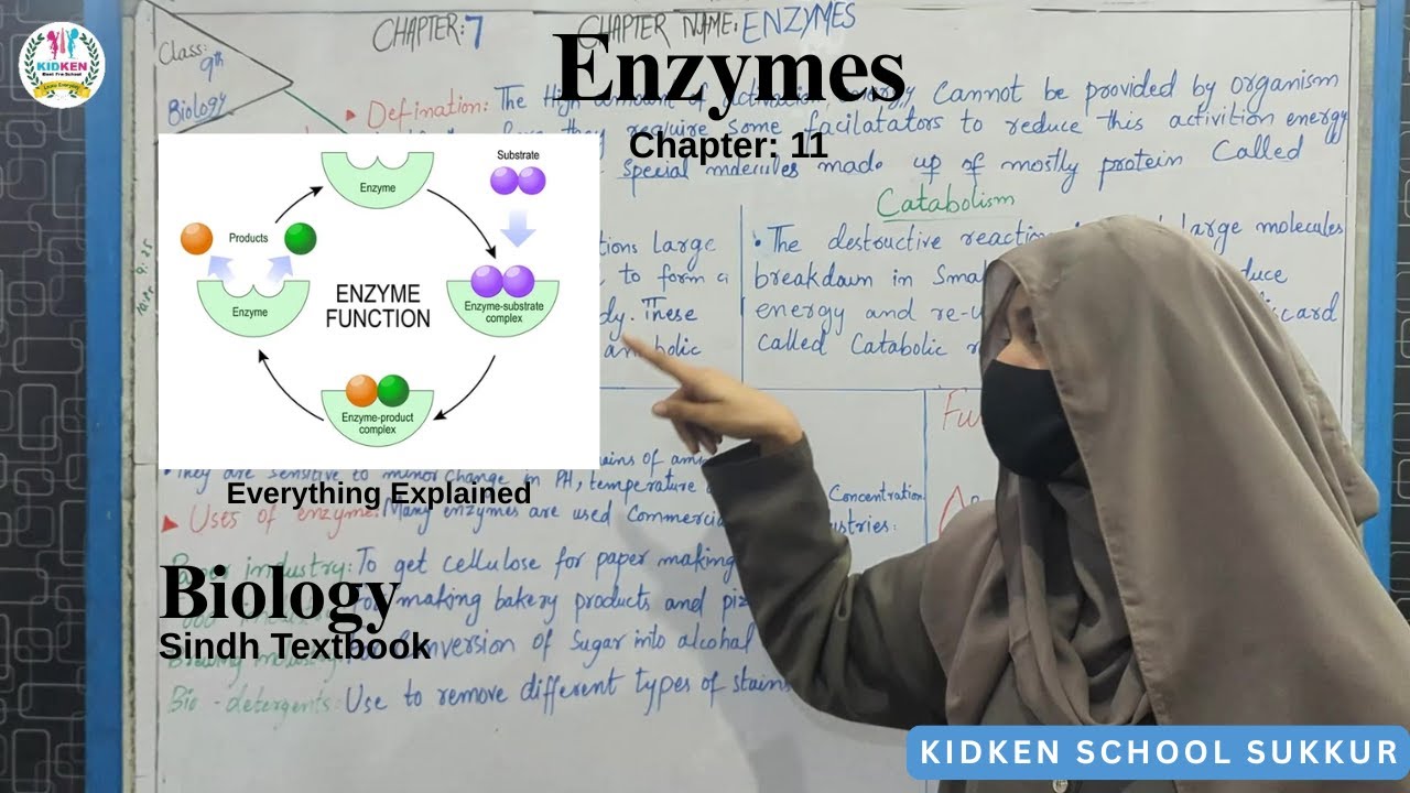 Enzymes | Complete Explanation | Biology | Chapter 7 | Class 10 | Sindh Textbook | KIDKEN