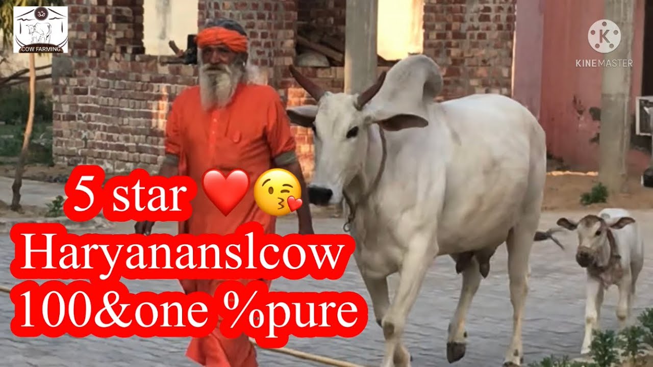 👍5 star Haryana nsl cow 100 &one% pure Haryana nsl cow👌👌#cowfarming #Desicow