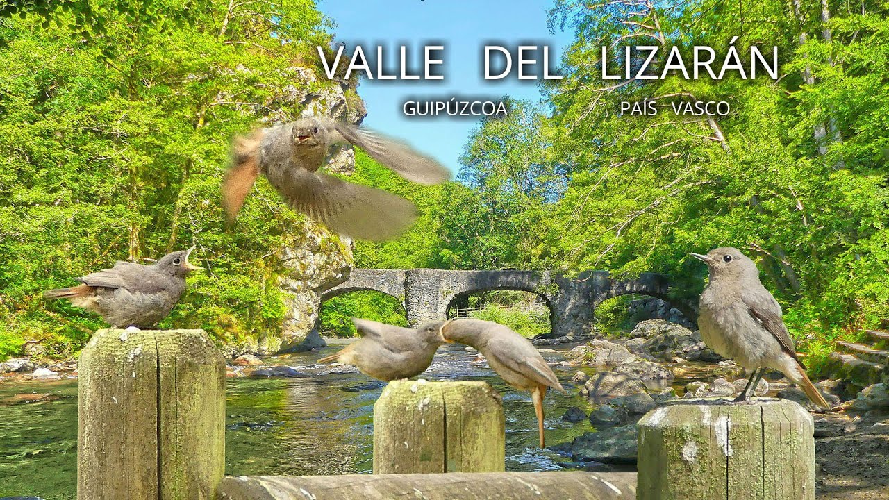 💙 CEBA DE VOLANTONES DE COLIRROJO TIZÓN ¡¡FUERA DEL NIDO!!- VALLE DE LEIZARÁN