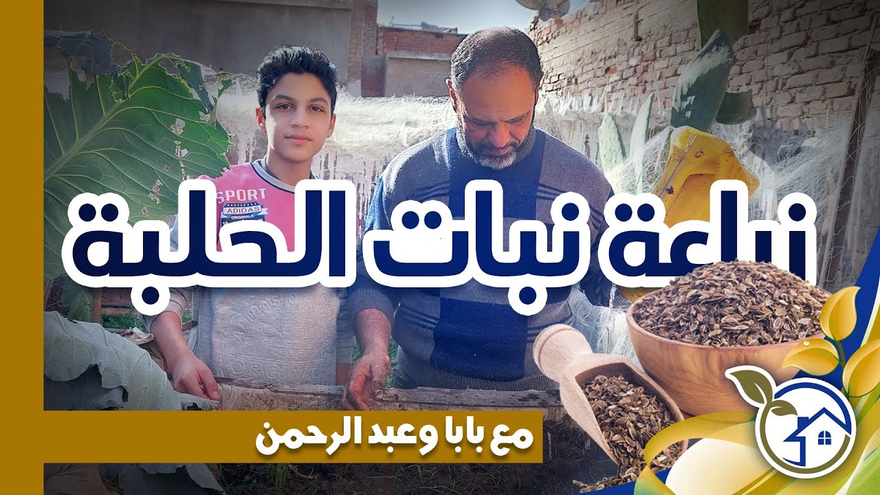 زراعة نبات الحلبه على السطح وكل فراخك من خير سطحك