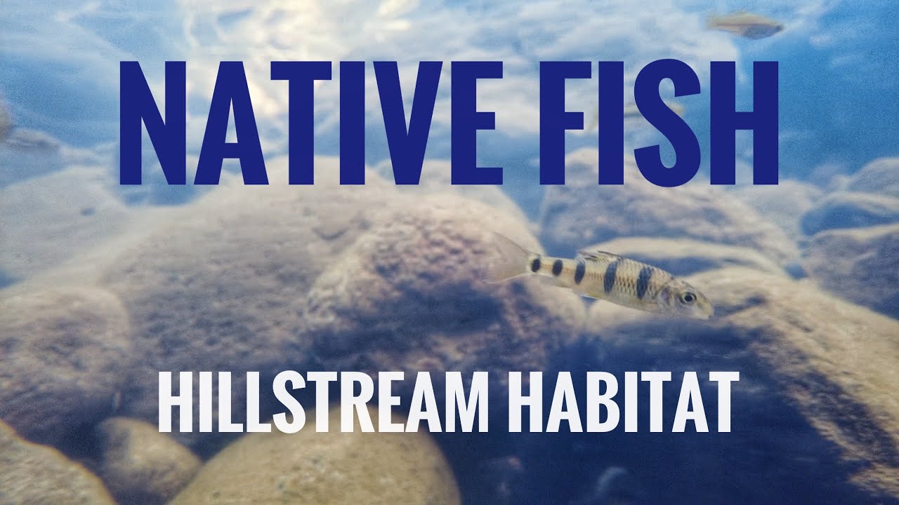 Exploring Hillstream Habitat for Rare Local Fish | Lantau, Hong Kong
