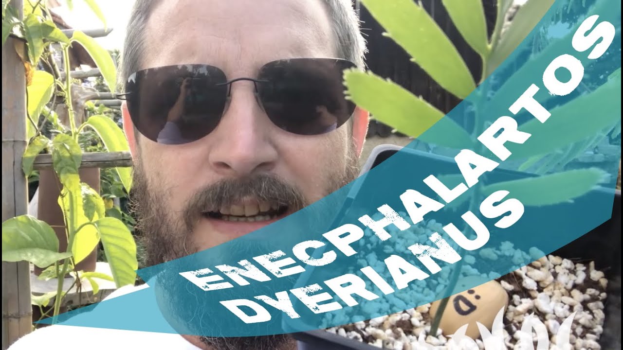 Encephalartos dyerianus Blue Cycad