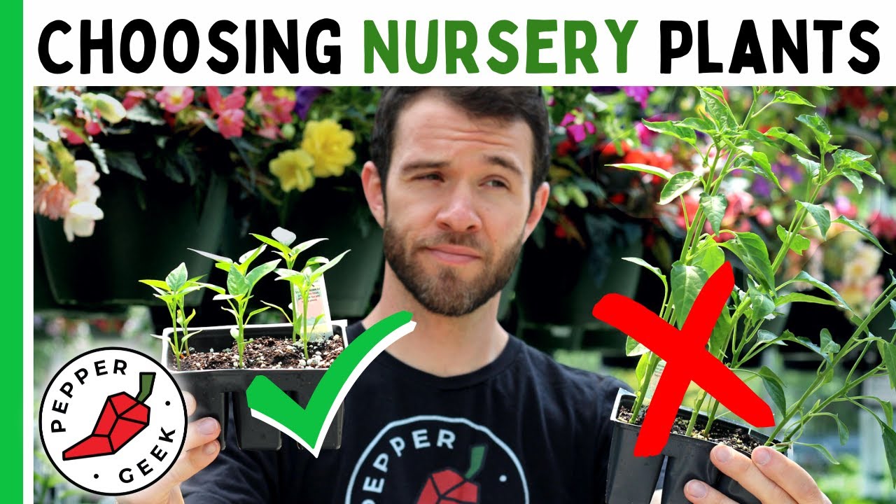 5 Expert Tips For Buying Pepper Plants From The Nursery - Pepper Geek