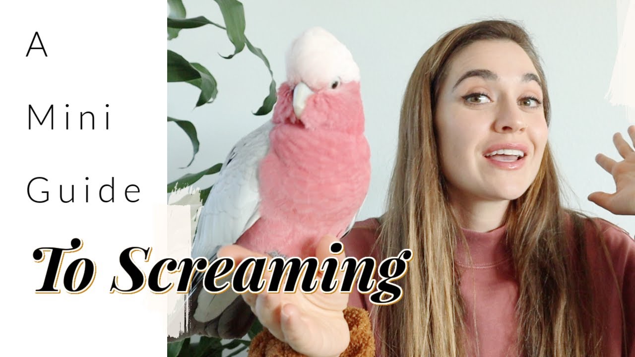 HELP Your Bird To Stop Screaming
