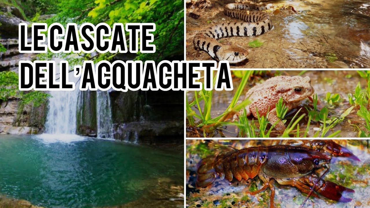 ALLA RICERCA DI FAUNA: LE CASCATE DELL’ACQUACHETA
