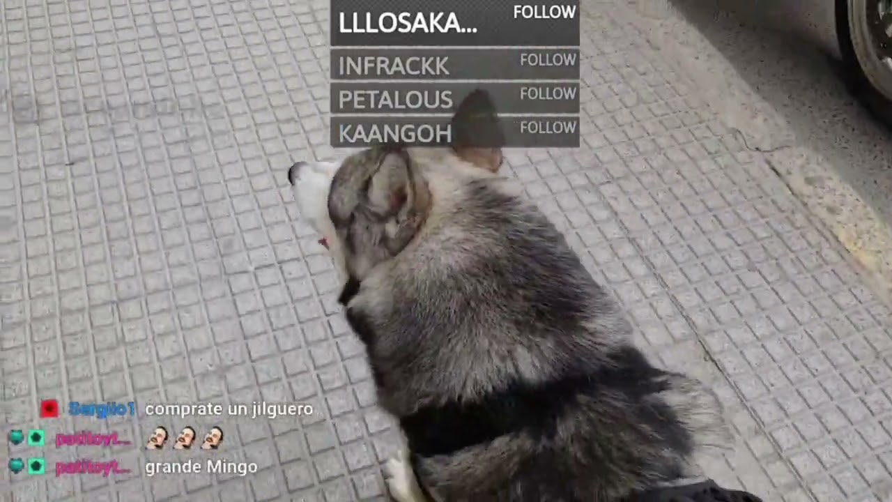 Wolfangkillers es DJLVL1, no tiene moderadores, hace el trenecito, un IRL que casi le cuesta la vida