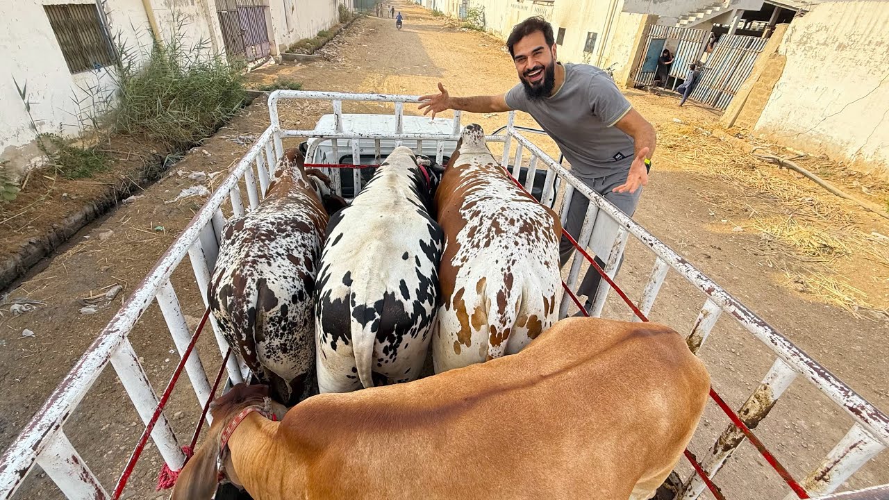Aaj pura truck bhar dia janwaron se 🐂 Raastey mein garbar hogai 😳