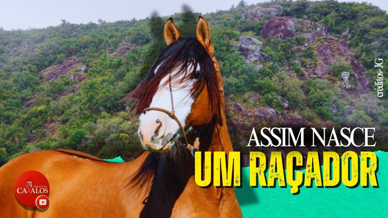 Cavalo &eacute; pai de Freio de Ouro, de finalistas da Morfologia e da FICCC. &Eacute; Improviso da Cabanha Niazzi