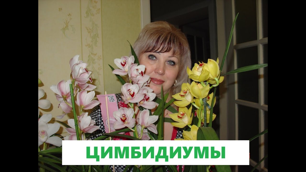 🥀🥀ЦИМБИДИУМ - условия содержания, ОБЗОР, полив, состав грунта, ПЕРЕСАДКА  09.06.25🥀🥀