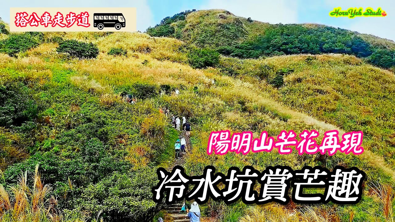 搭公車走步道 陽明山芒花再現 冷水坑賞芒趣 牛奶湖 七星公園下苗圃 Admiring Miscanthus Flowers in Yangmingshan