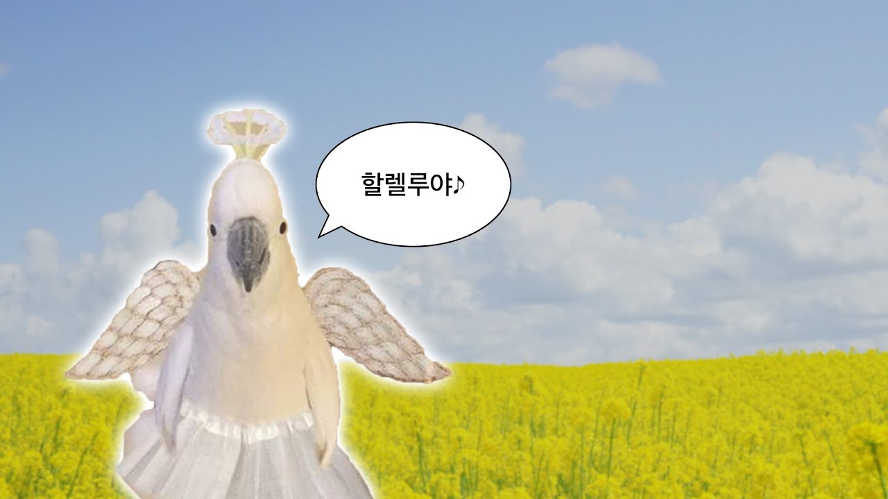 [CCM Playlist] 앵(무새) 장로님의 애창곡 🦜 찬송가 편곡 모음.zip 📁