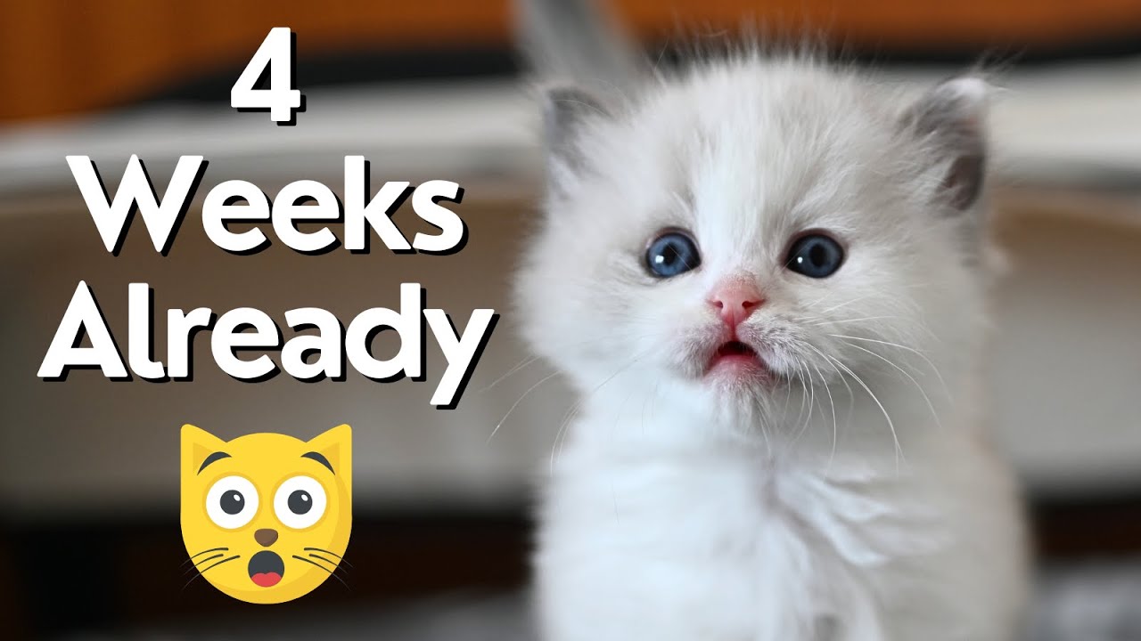 Ragdoll Kittens 4 Weeks Old 🐱 Cute Teddy Kittens