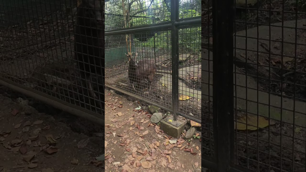 NINOY AQUINO PARKS AND WILDLIFE CENTER